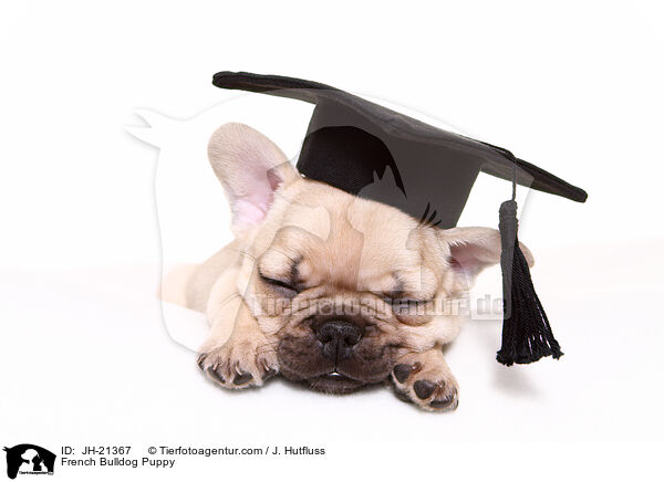Franzsische Bulldogge Welpe / French Bulldog Puppy / JH-21367