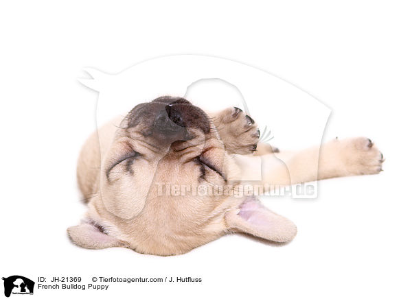 Franzsische Bulldogge Welpe / French Bulldog Puppy / JH-21369