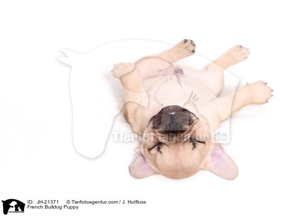Franzsische Bulldogge Welpe / French Bulldog Puppy / JH-21371
