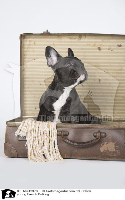 junge Franzsische Bulldogge / young French Bulldog / NN-12973