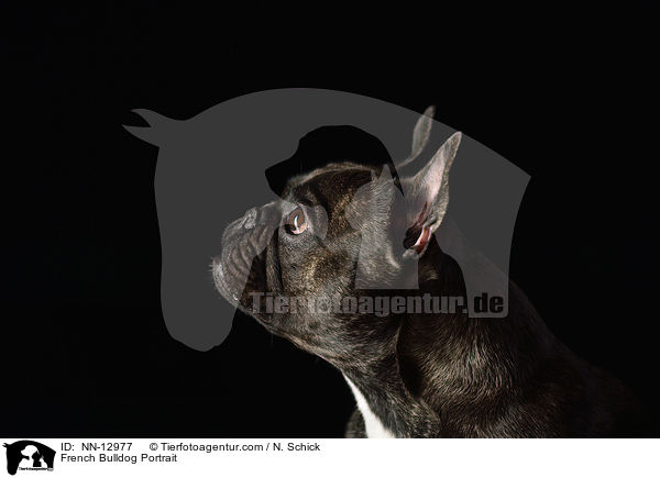 Franzsische Bulldogge Portrait / French Bulldog Portrait / NN-12977
