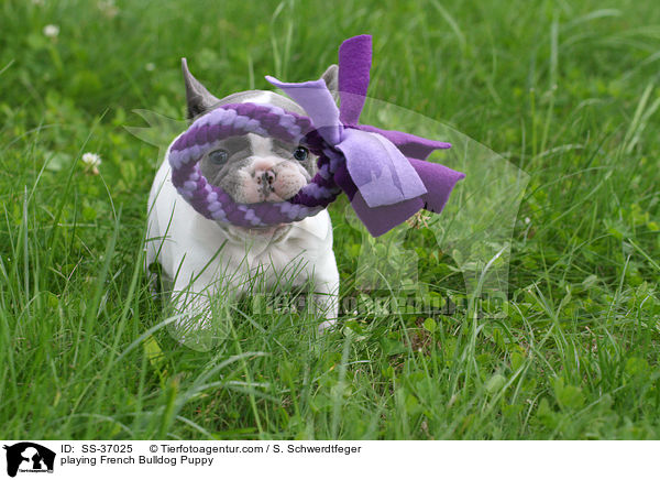 spielender Franzsische Bulldogge Welpe / playing French Bulldog Puppy / SS-37025