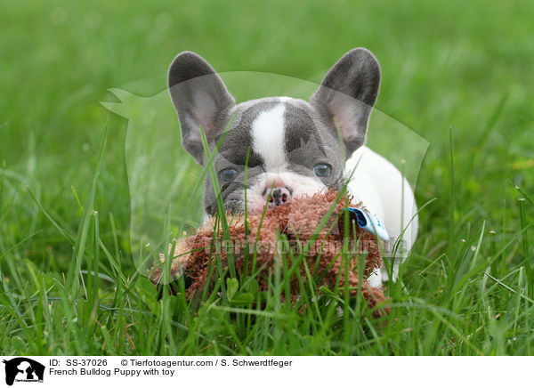 Franzsische Bulldogge Welpe mit Spielzeug / French Bulldog Puppy with toy / SS-37026