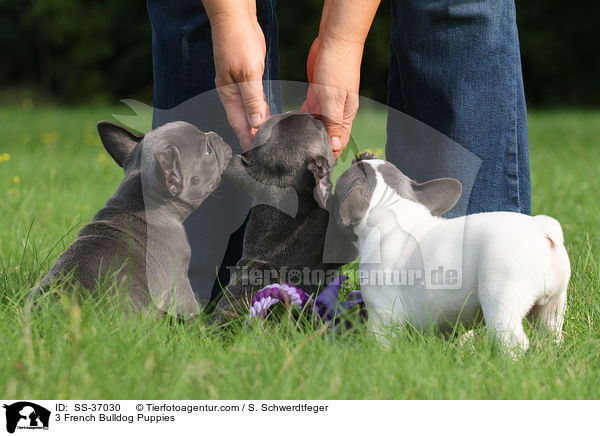 3 Franzsische Bulldogge Welpen / 3 French Bulldog Puppies / SS-37030