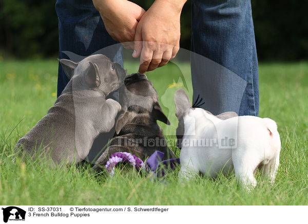 3 Franzsische Bulldogge Welpen / 3 French Bulldog Puppies / SS-37031