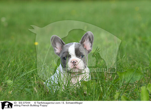 sitzender Franzsische Bulldogge Welpe / sitting French Bulldog Puppy / SS-37044