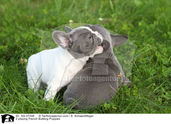 2 spielende Franzsische Bulldogge Welpen / 2 playing French Bulldog Puppies / SS-37046