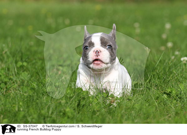 rennender Franzsische Bulldogge Welpe / running French Bulldog Puppy / SS-37047