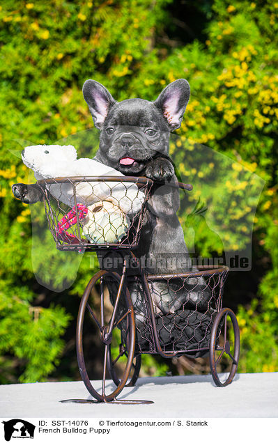Franzsische Bulldogge Welpe / French Bulldog Puppy / SST-14076