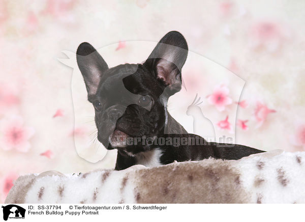 Franzsische Bulldogge Welpe Portrait / French Bulldog Puppy Portrait / SS-37794