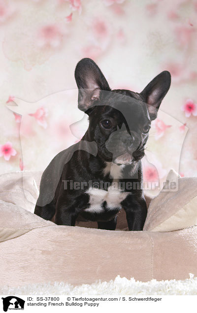 stehender Franzsische Bulldogge Welpe / standing French Bulldog Puppy / SS-37800