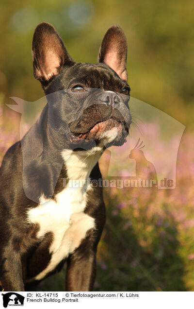 Franzsische Bulldogge Portrait / French Bulldog Portrait / KL-14715
