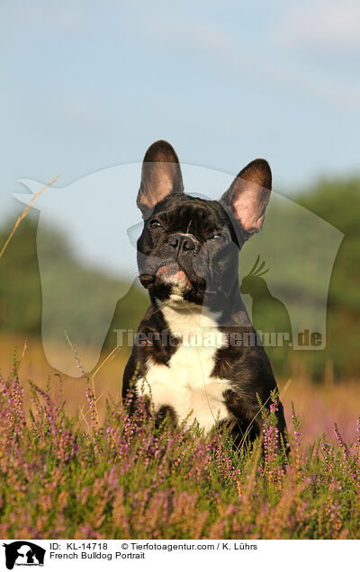 Franzsische Bulldogge Portrait / French Bulldog Portrait / KL-14718