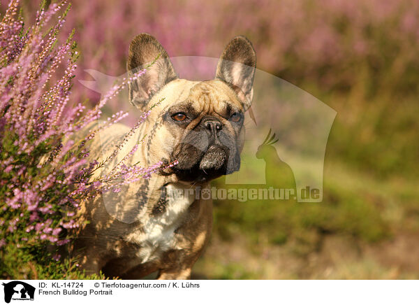 Franzsische Bulldogge Portrait / French Bulldog Portrait / KL-14724