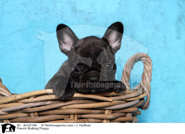 Franzsische Bulldogge Welpe / French Bulldog Puppy / JH-22148