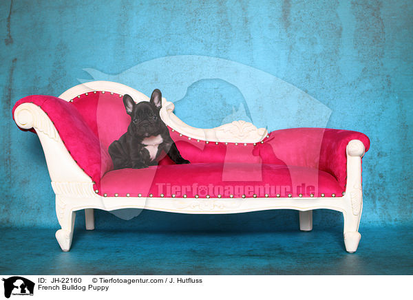 Franzsische Bulldogge Welpe / French Bulldog Puppy / JH-22160