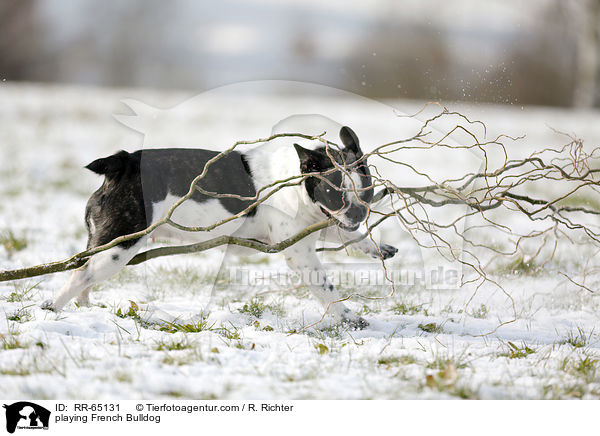 spielende Franzsische Bulldogge / playing French Bulldog / RR-65131