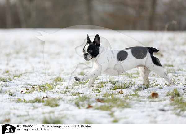 rennende Franzsische Bulldogge / running French Bulldog / RR-65138