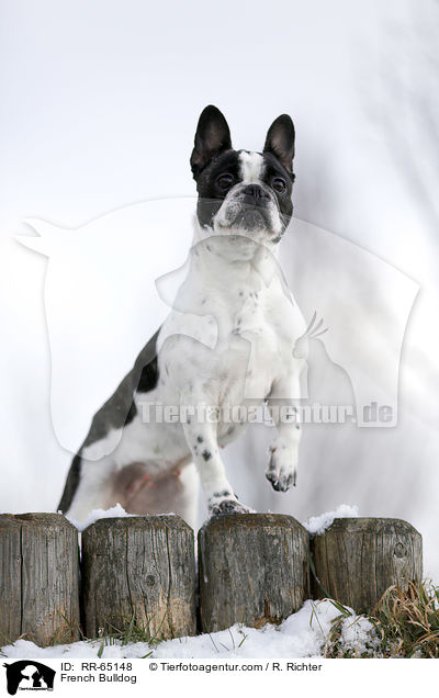 Franzsische Bulldogge / French Bulldog / RR-65148