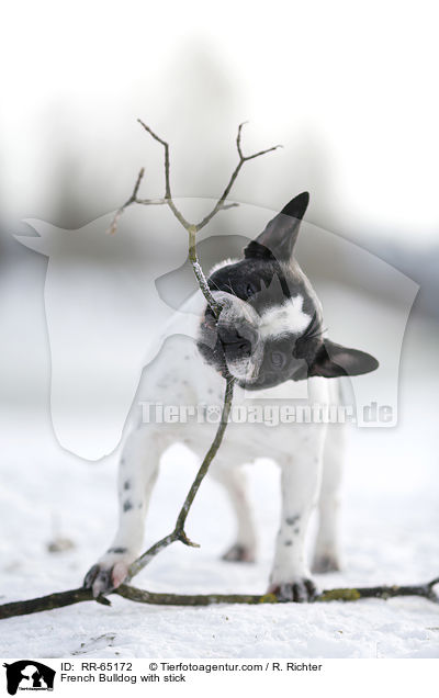 Franzsische Bulldogge mit Stock / French Bulldog with stick / RR-65172
