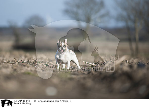 Franzsische Bulldogge / French Bulldog / AP-13143