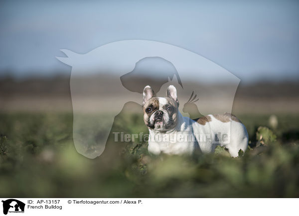 Franzsische Bulldogge / French Bulldog / AP-13157