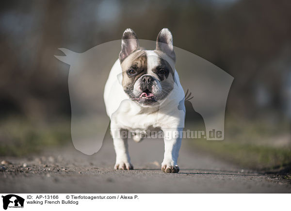 laufende Franzsische Bulldogge / walking French Bulldog / AP-13166