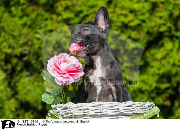 Franzsische Bulldogge Welpe / French Bulldog Puppy / SST-15399