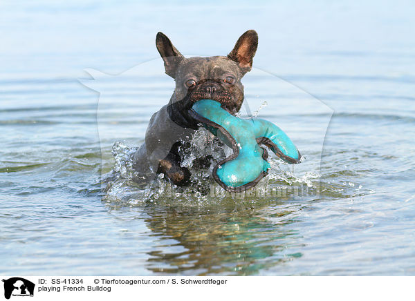 playing French Bulldog / SS-41334
