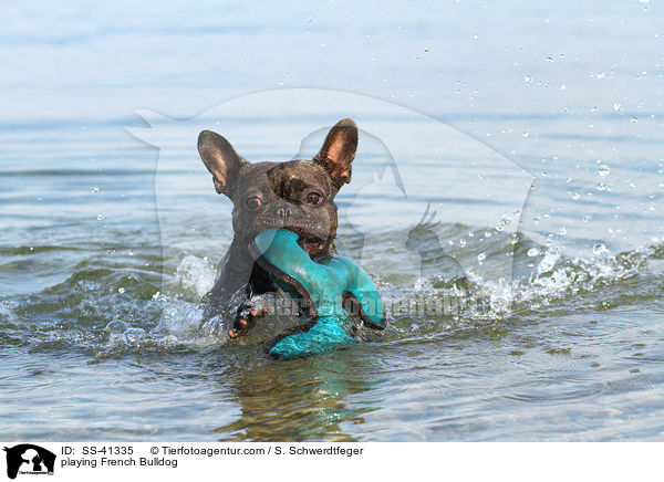 spielende Franzsische Bulldogge / playing French Bulldog / SS-41335