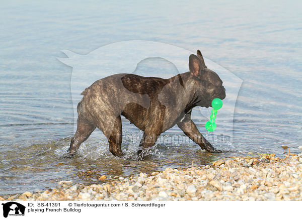 spielende Franzsische Bulldogge / playing French Bulldog / SS-41391