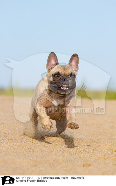 running French Bulldog / IF-11911