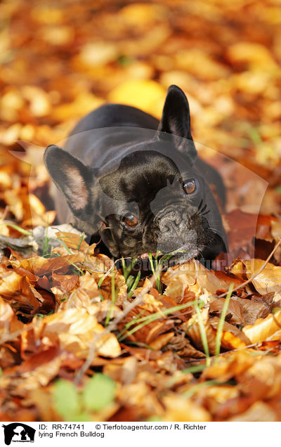 liegende Franzsische Bulldogge / lying French Bulldog / RR-74741