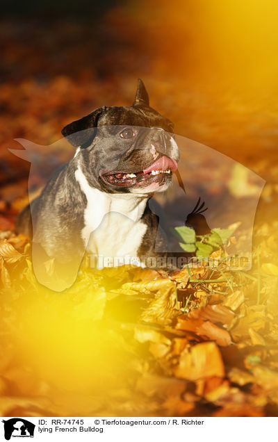 liegende Franzsische Bulldogge / lying French Bulldog / RR-74745