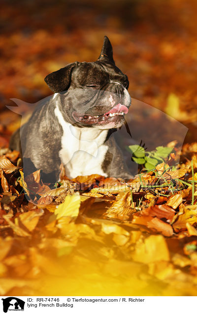 liegende Franzsische Bulldogge / lying French Bulldog / RR-74746