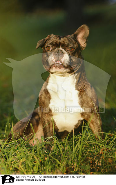 sitzende Franzsische Bulldogge / sitting French Bulldog / RR-74796