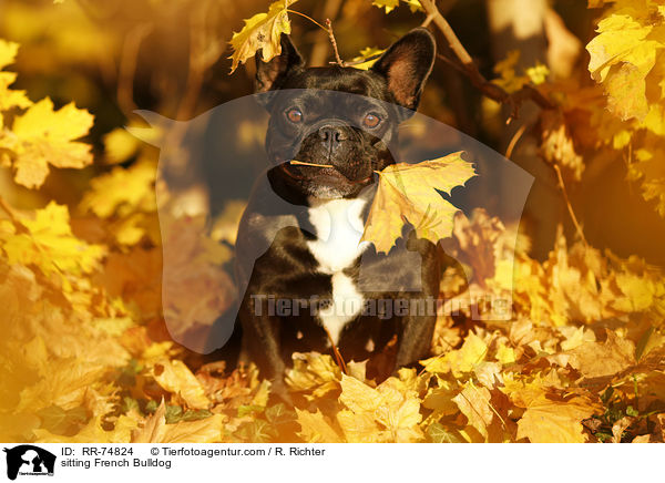 sitzende Franzsische Bulldogge / sitting French Bulldog / RR-74824