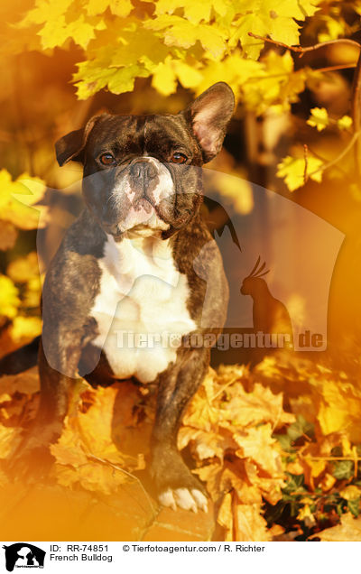 Franzsische Bulldogge / French Bulldog / RR-74851