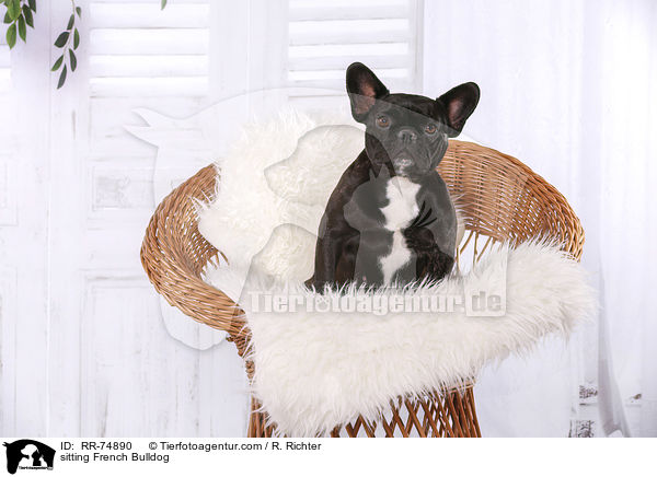 sitzende Franzsische Bulldogge / sitting French Bulldog / RR-74890