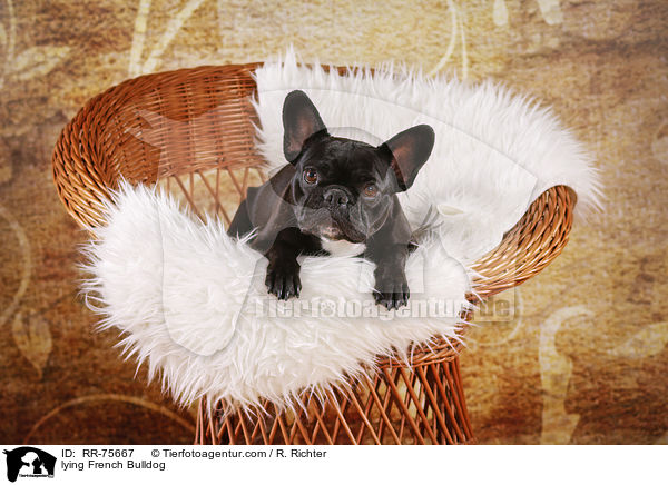 liegende Franzsische Bulldogge / lying French Bulldog / RR-75667