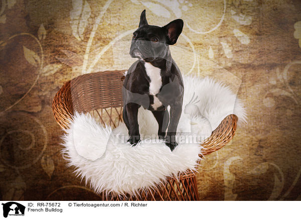 Franzsische Bulldogge / French Bulldog / RR-75672