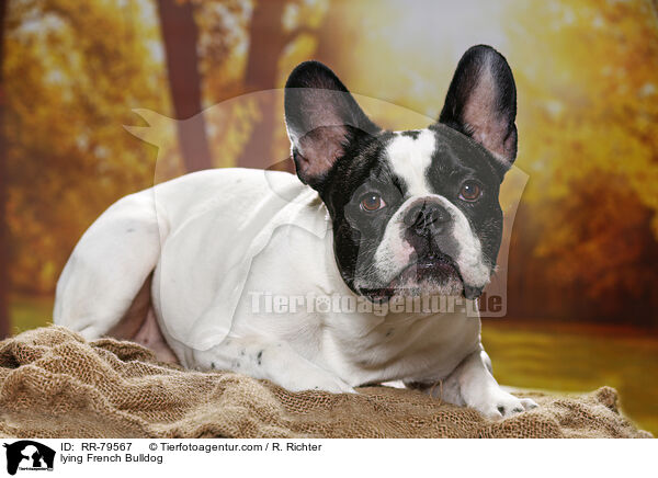 liegende Franzsische Bulldogge / lying French Bulldog / RR-79567