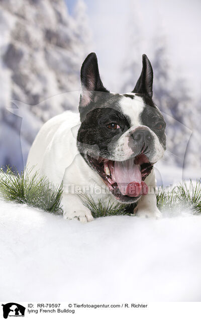 liegende Franzsische Bulldogge / lying French Bulldog / RR-79597