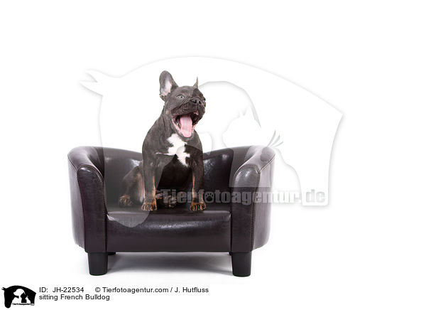 sitzende Franzsische Bulldogge / sitting French Bulldog / JH-22534