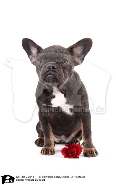 sitzende Franzsische Bulldogge / sitting French Bulldog / JH-22545