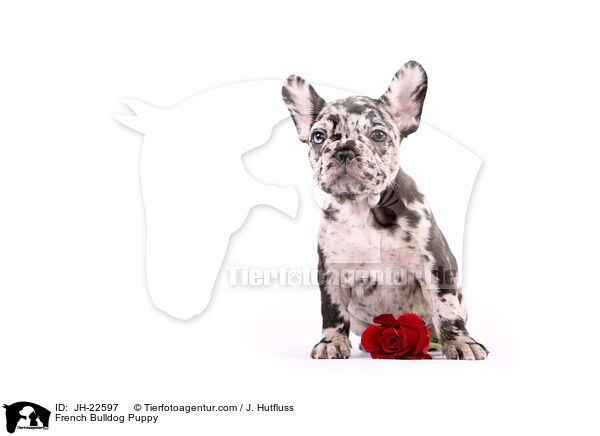 Franzsische Bulldogge Welpe / French Bulldog Puppy / JH-22597