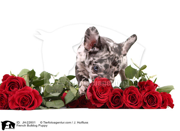 Franzsische Bulldogge Welpe / French Bulldog Puppy / JH-22601