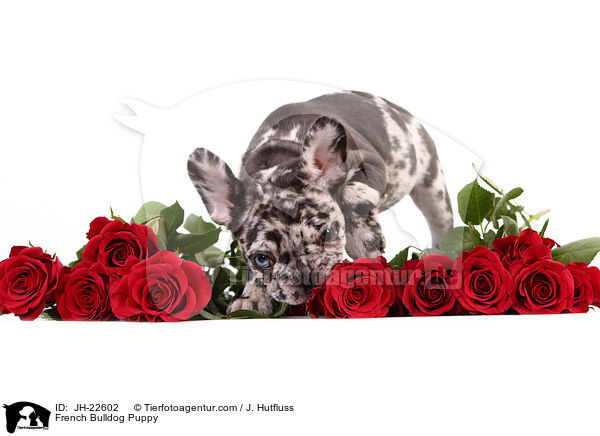 Franzsische Bulldogge Welpe / French Bulldog Puppy / JH-22602