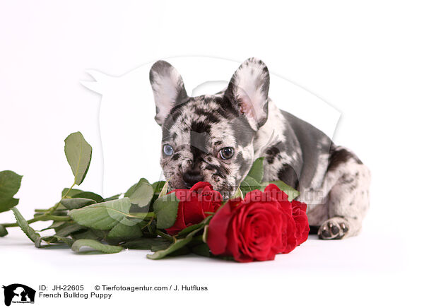 Franzsische Bulldogge Welpe / French Bulldog Puppy / JH-22605