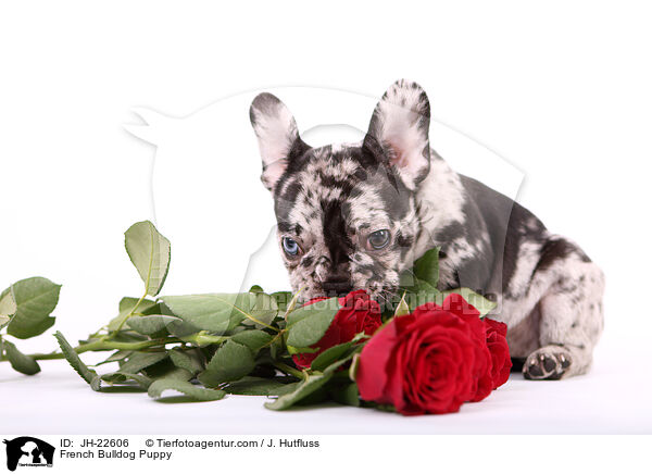 Franzsische Bulldogge Welpe / French Bulldog Puppy / JH-22606